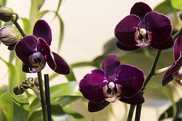 Orchideenausstellung 6-1