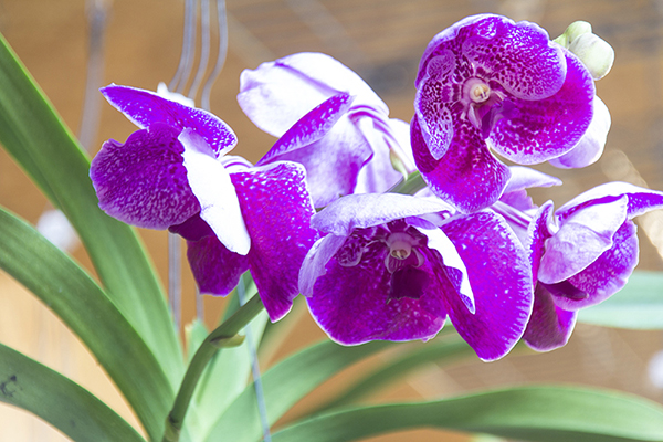 Orchideenausstellung 9-1